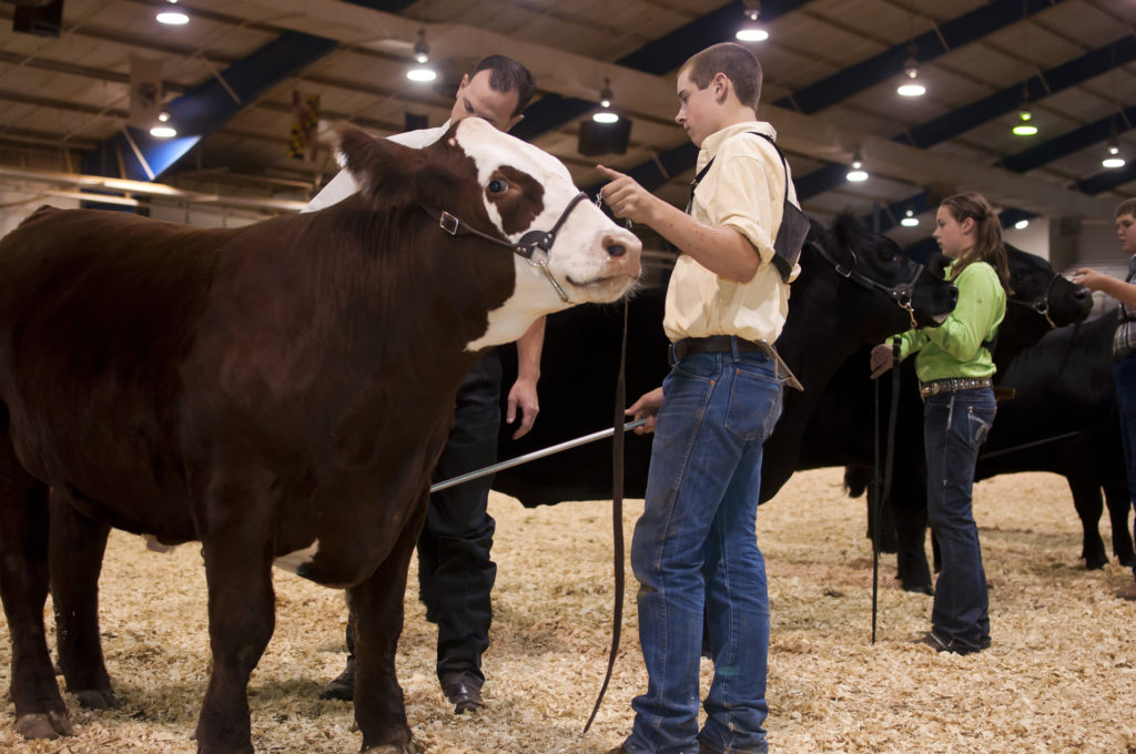 4-H Show Cattle