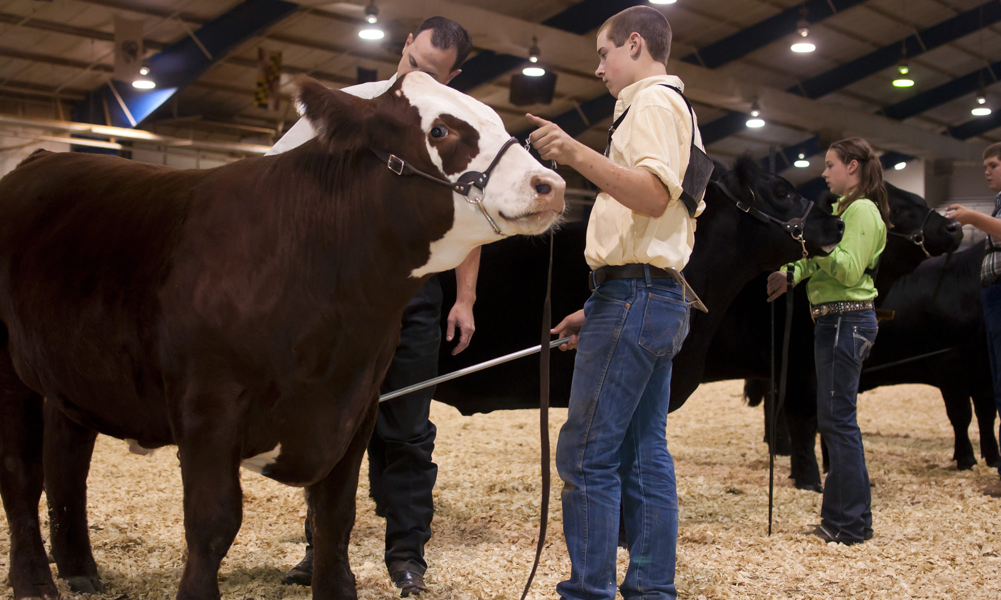 4-H Show Cattle