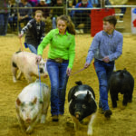 Tennessee State Junior Market Hog Show at MTSU.