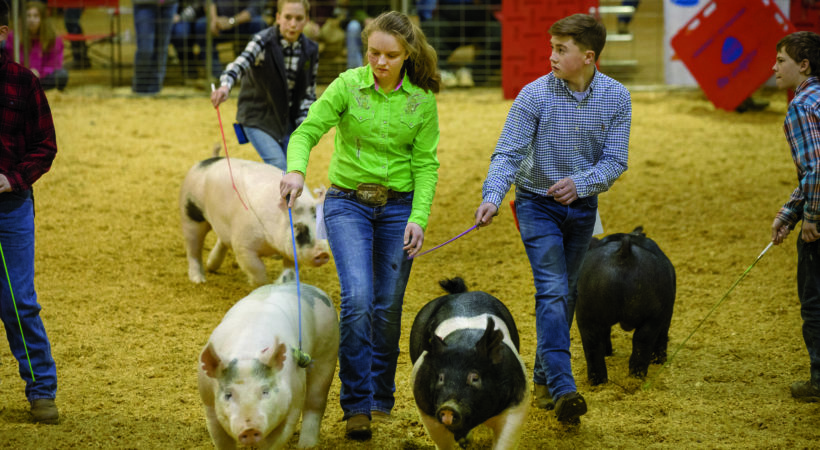 Tennessee State Junior Market Hog Show at MTSU.