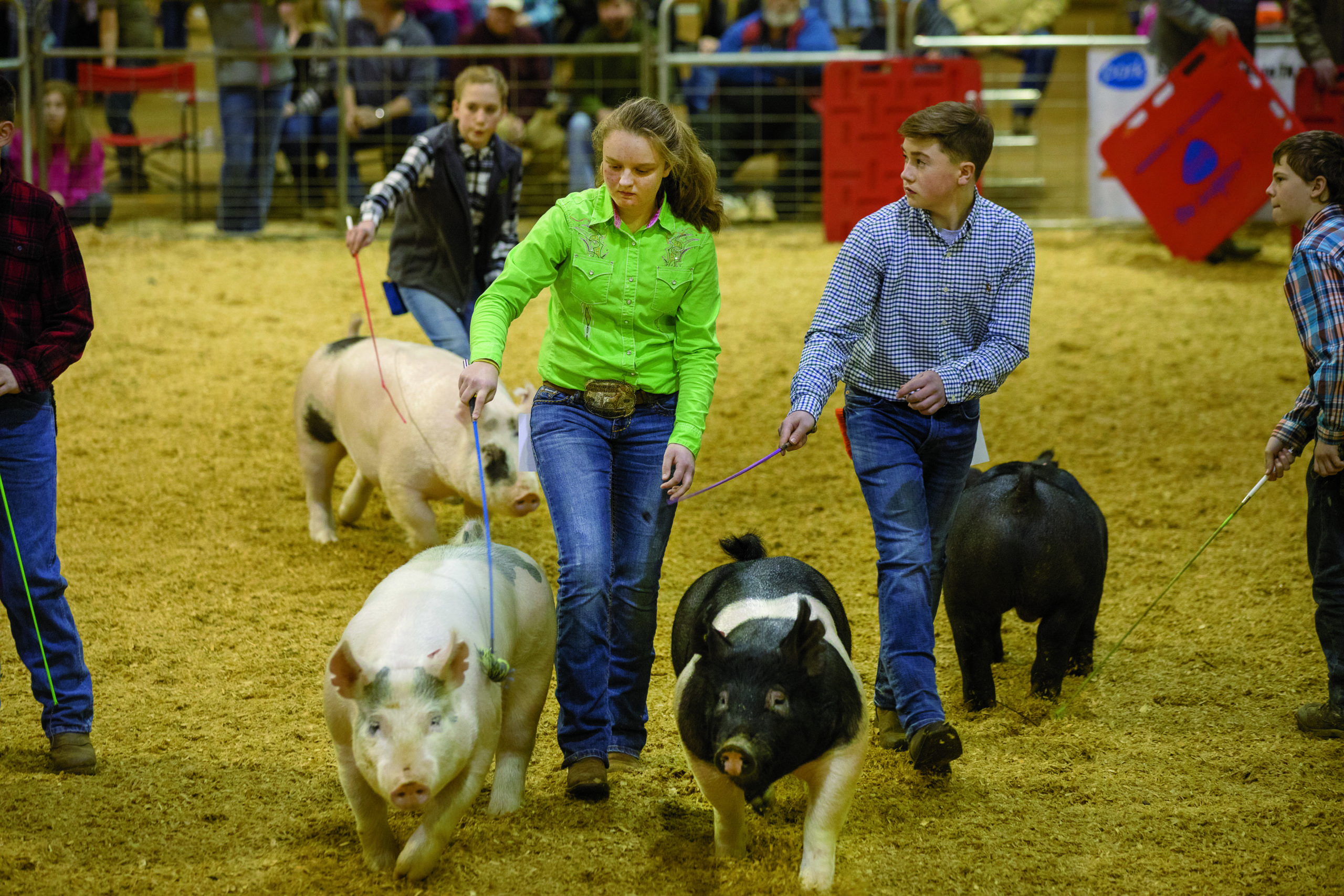 Tennessee State Junior Market Hog Show at MTSU.