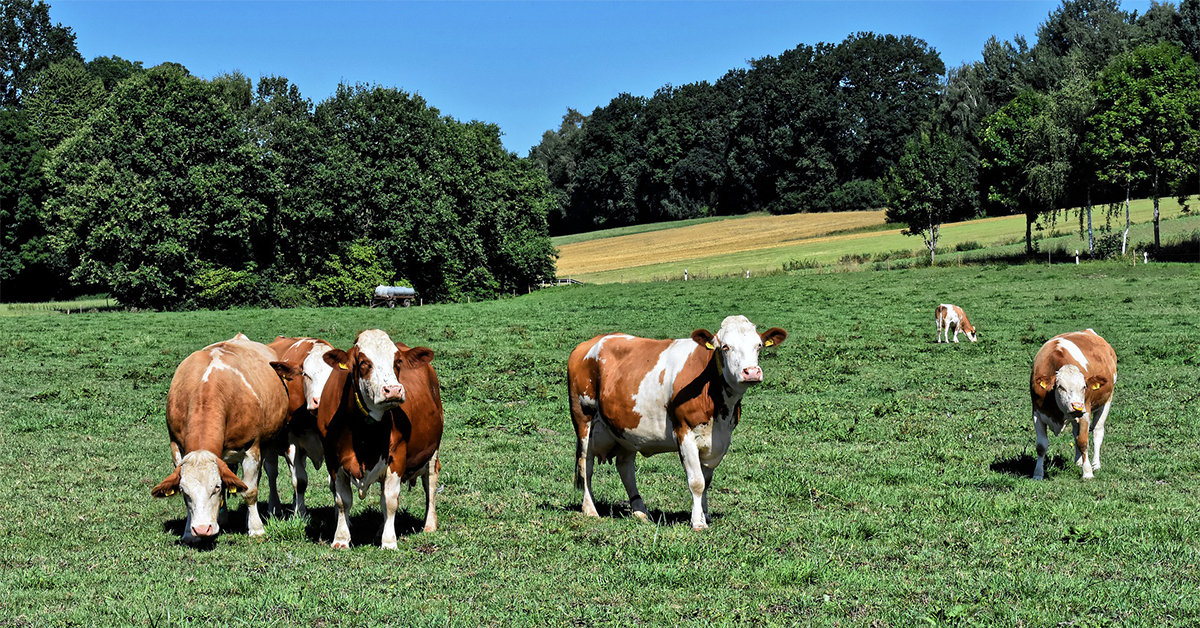 Beef Cattle