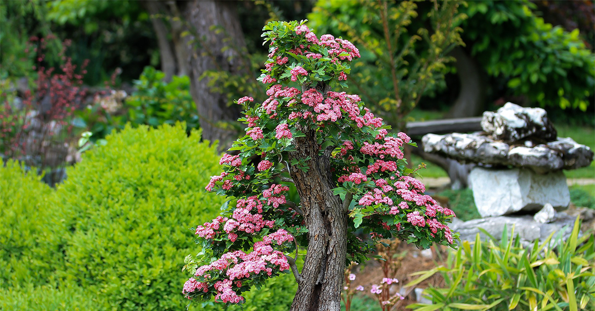 Bonsai