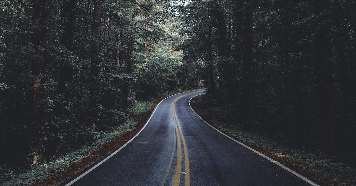 Road through the forest