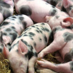 Swine Piglets
