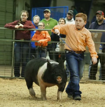 2019 Tennessee State Junior Swine Show