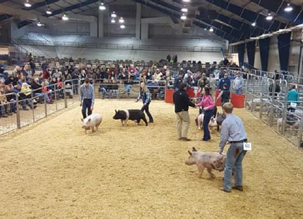 2019 Tennessee State Junior Swine Show