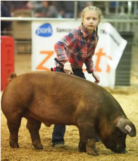 2019 Tennessee State Junior Swine Show