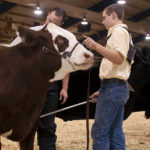 4-H Cattle Show