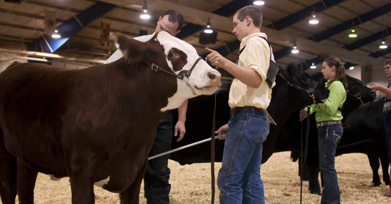 4-H Cattle Show