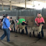 4-H Sheep Conference