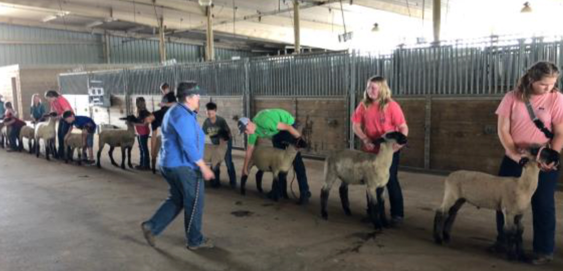 4-H Sheep Conference