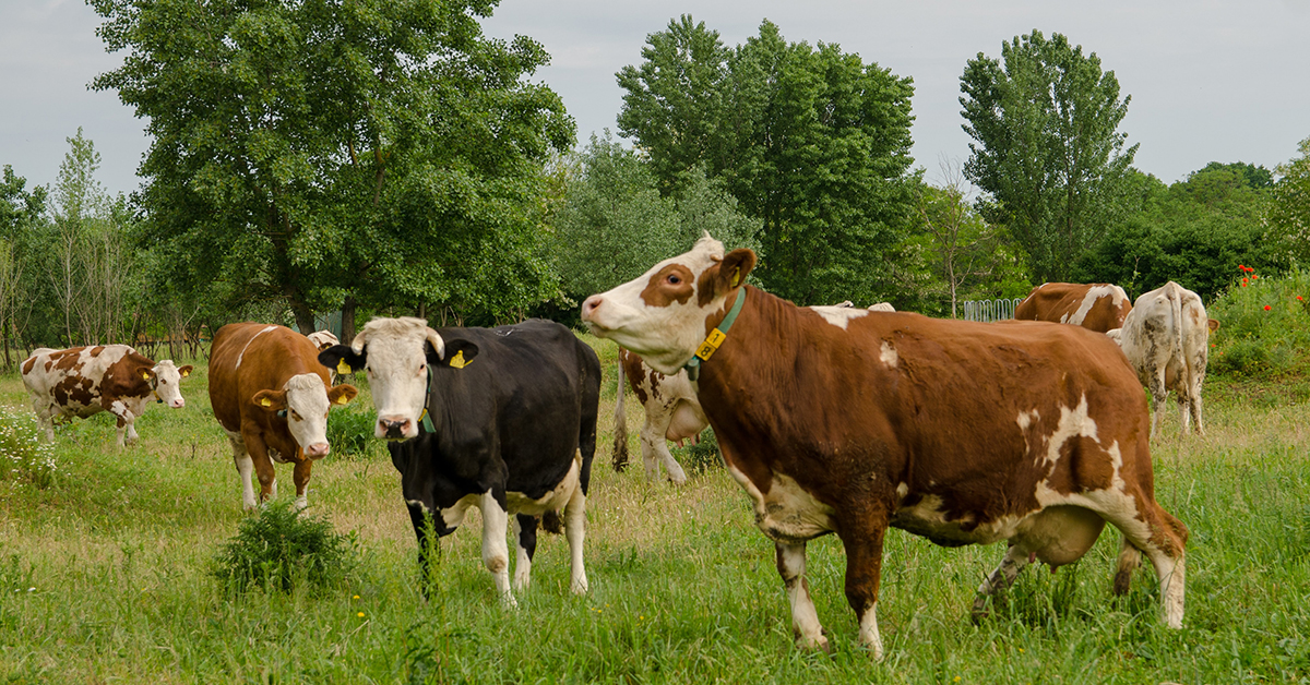 Cows - Herd of cows