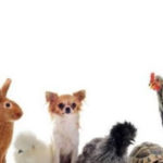 Companion Animal project - Picture of several dogs, chickens, cats, rabbit, turtle, and pigs