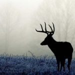 Learn How to Deer Hunt in One Weekend!
