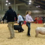 Junior Market Hog Show