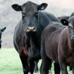 Livestock - Herd of cattle