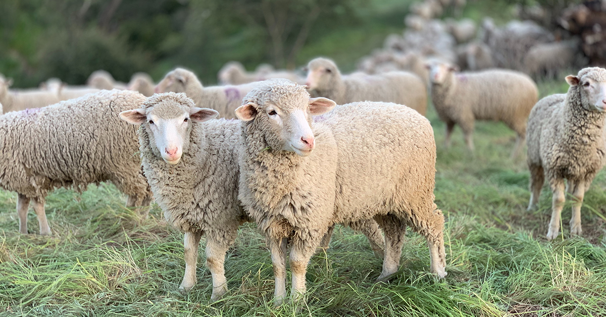 Sheep - herd of sheep