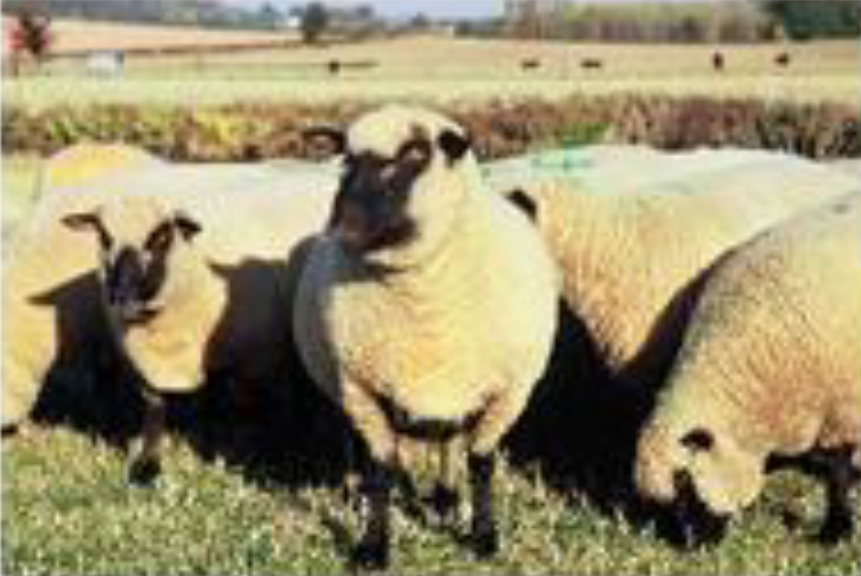 Shropshire Starter Flock Award