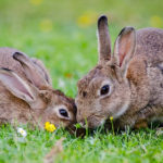 Wildlife - Rabbits
