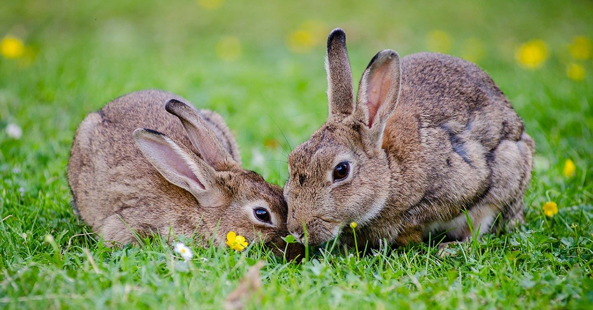 Wildlife - Rabbits