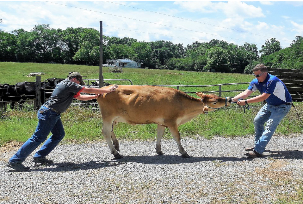 2017 Photo Search - 2 Men with cow (one pushing the cow and one pulling the cow)