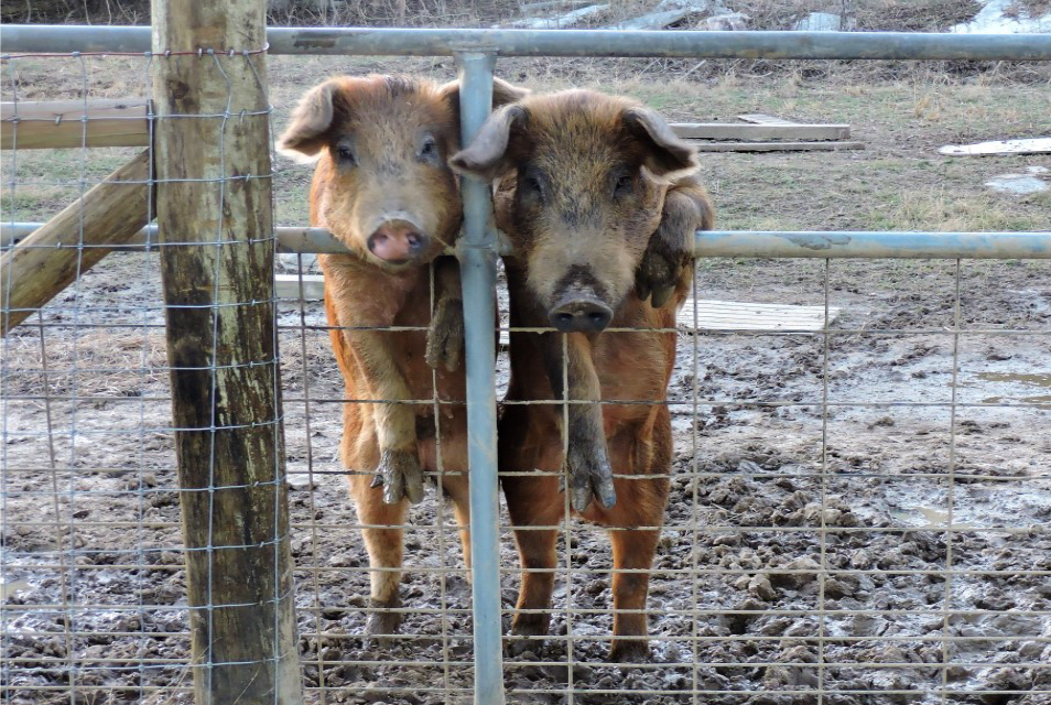 2017 Photo Search - Two Pigs hanging on a fence on their back legs