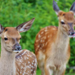 Wildlife Deer