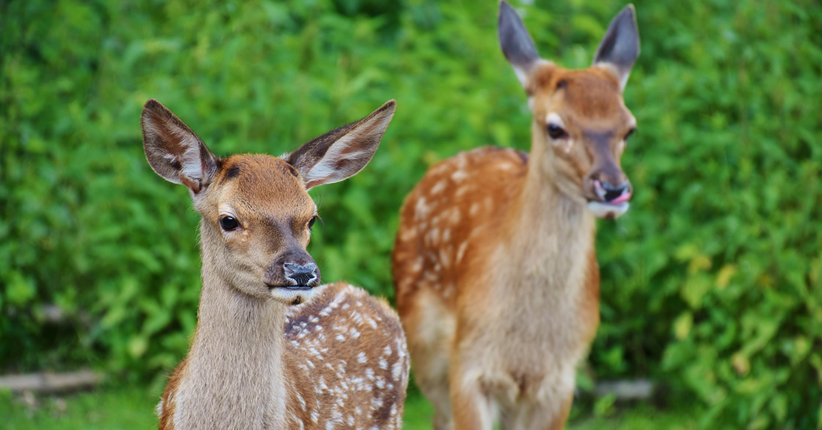 Wildlife Deer