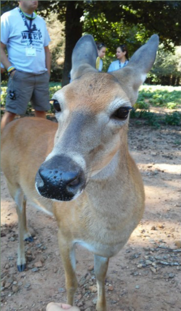 Knox County 4-H Wildlife Judging Team Brings Home Second National Win! - During the contest, coaches visited a deer research facility that is studying chronic wasting disease.