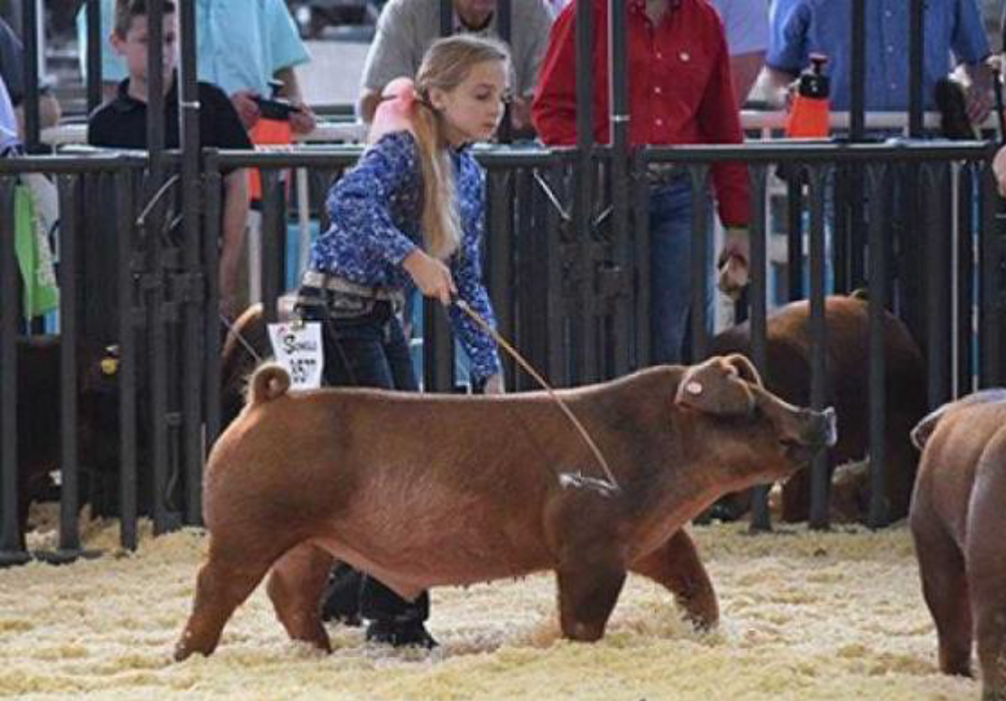 4 H Show Pigs