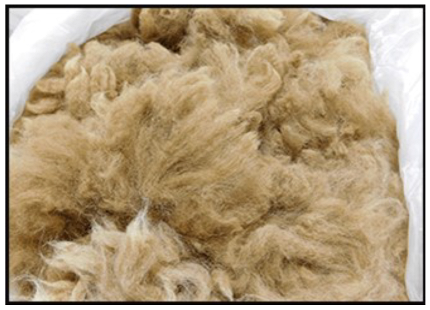 Junior Sheep Producers - Picture of Wool