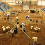 State 4-H Livestock Judging Competition