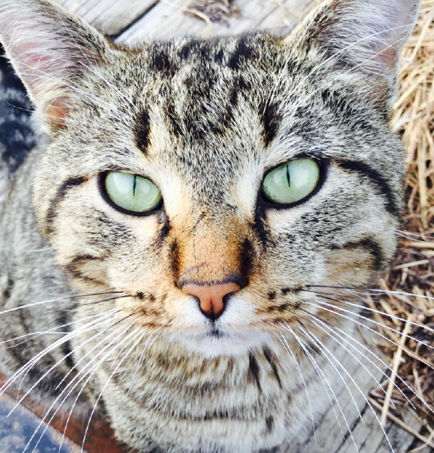 Photo Search - Closeup of Cat