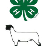 4-H Sheep Conference