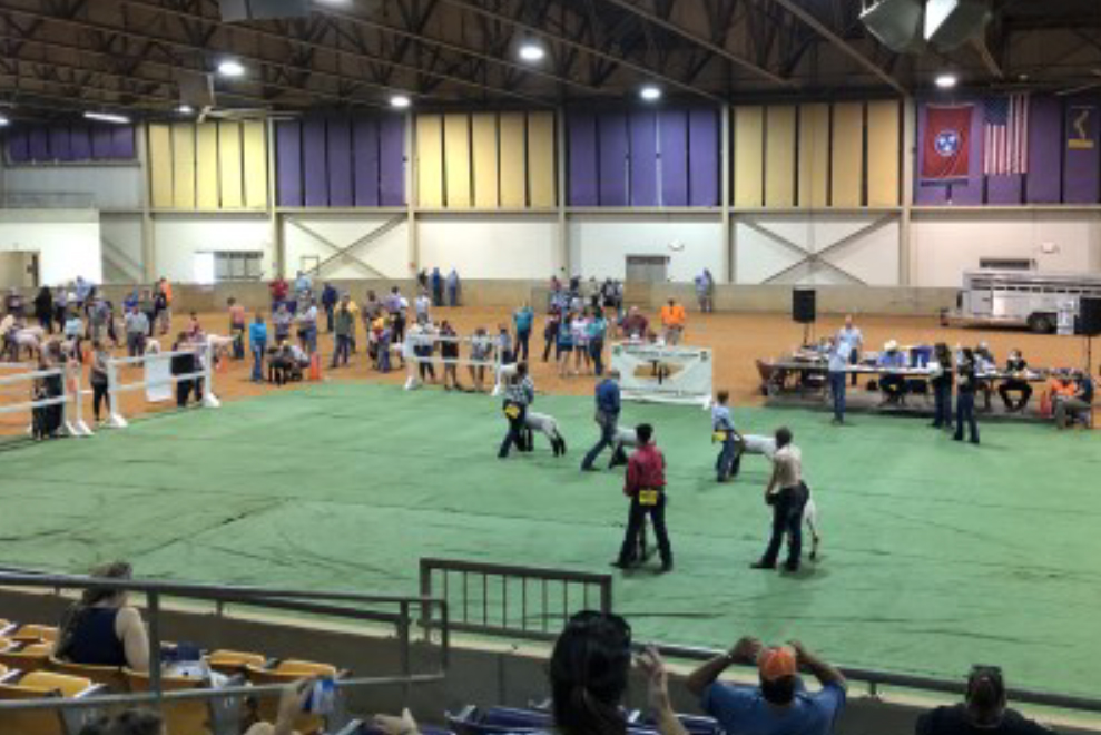 Tennessee Tech University - 2020 Tennessee Youth Sheep Exposition