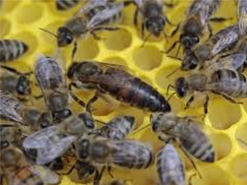 Entomology/Beekeeping