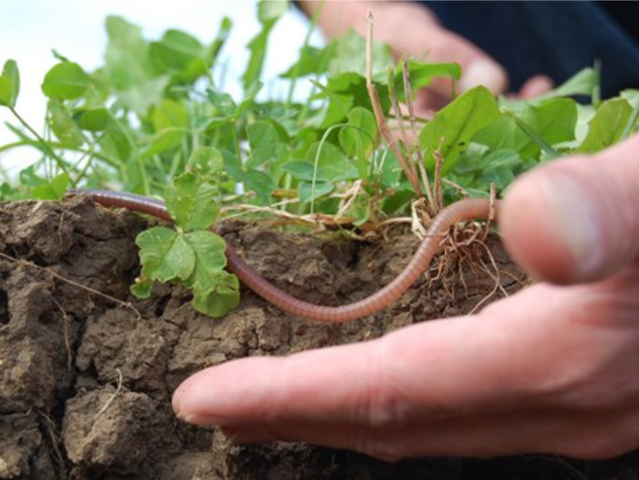 Hand holding soil with plant and worm