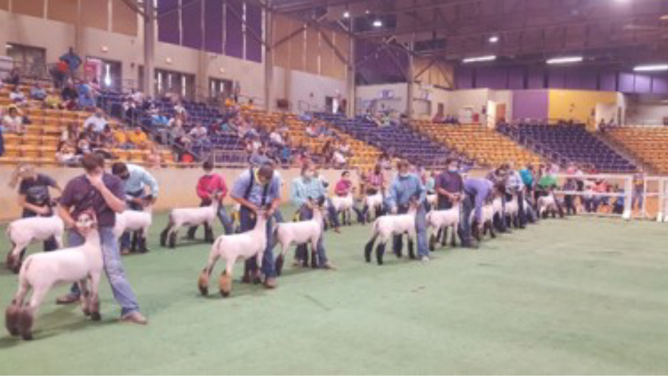 2020 Sheep Expo