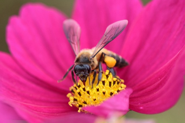 2023 Tennessee 4-H Honey Bee Essay Contest