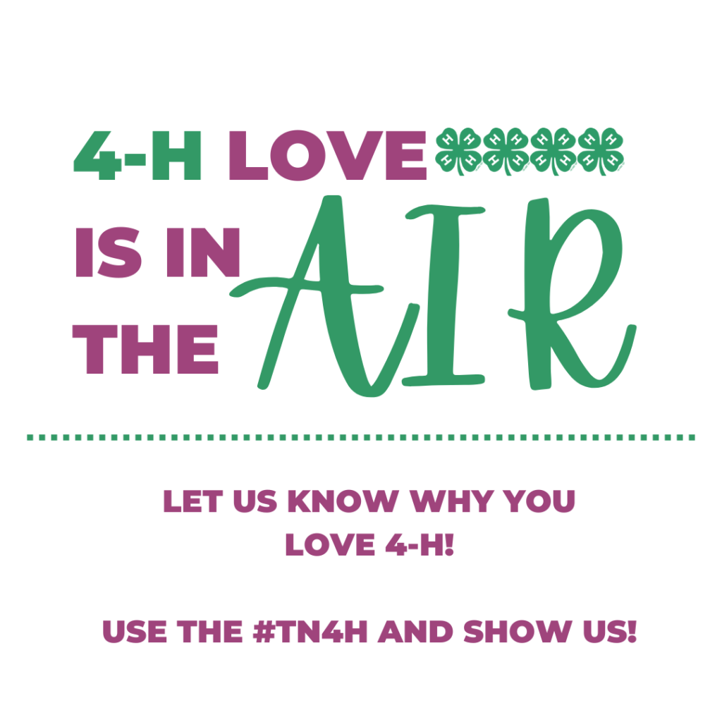 4-H Love is in the Air graphic. Let us know why you love 4-H! Use the #TN4H and show us!
