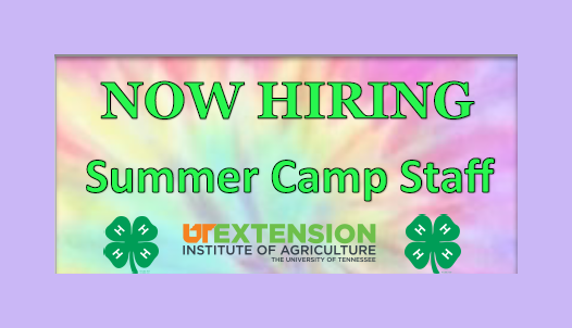 Clyde M. York 4-H Center Seeking Interns & Summer Camp Staff