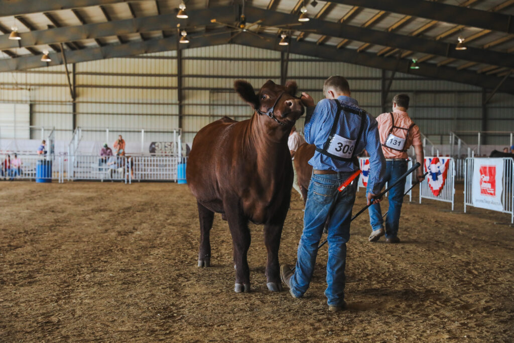 Male 4-H'er setting the feet on a steer in the show ring
