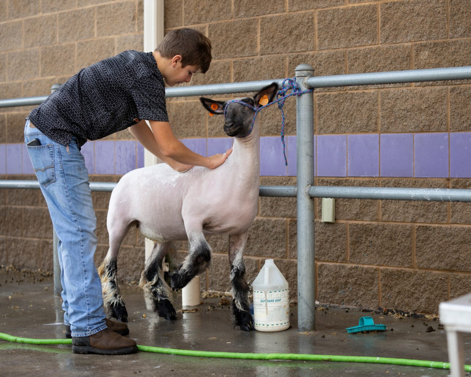 Sheep Project | Tennessee 4-H Youth Development