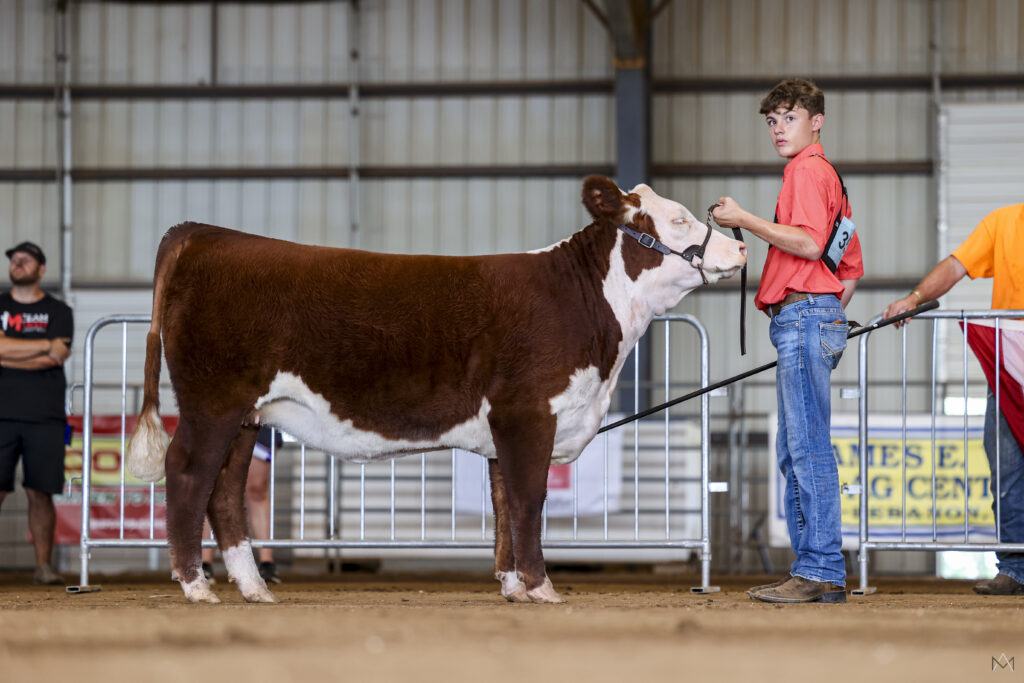 male 4-H'er with his heifer in the show ring