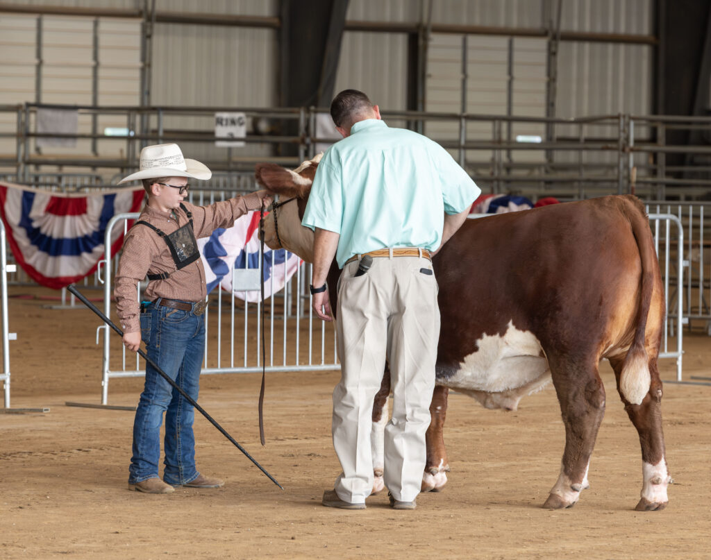 Judge evaluating a Hereford Steer while the male 4-H'er holds the halter of the steer