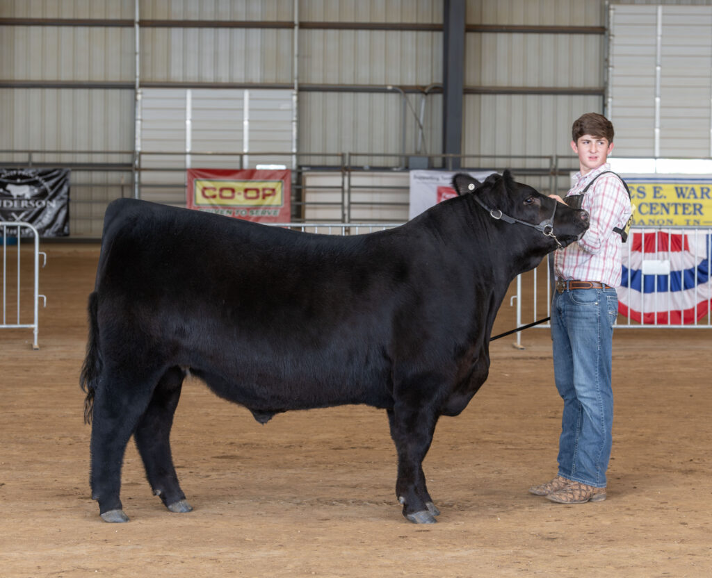 male 4-H'er with his black steer in the show ring