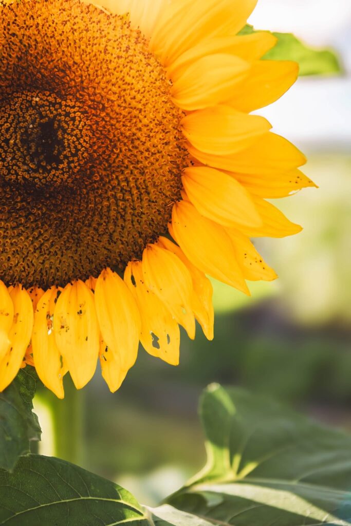up-close of a sunflower