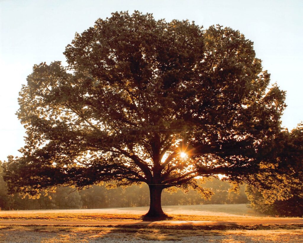 large oak tree in a field with the sun setting behind