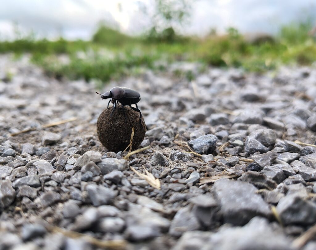 up-close of a beetle rolling on a Sweetgum ball